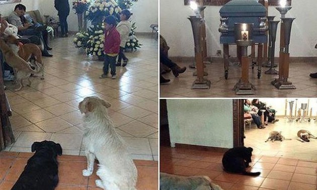 Los Perros Callejeros Que Se Presentaron En El Funeral De La Mujer Que