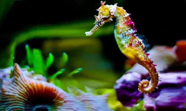 Los caballitos de mar mueren de amor: ¿mito o realidad? | Confirmado