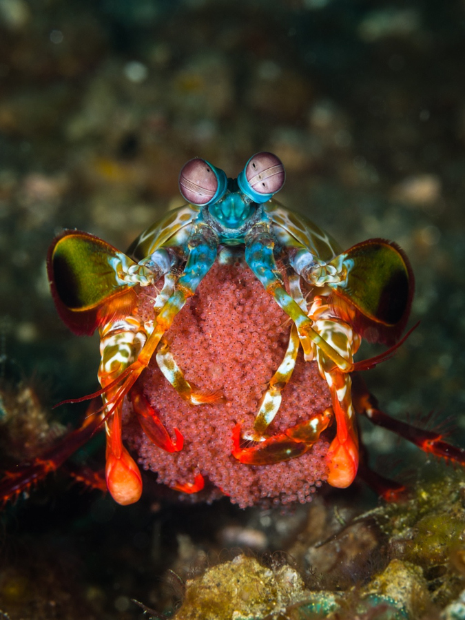Peacock Mantis Shrimp (with eggs) / Odontodactylus scyllarus