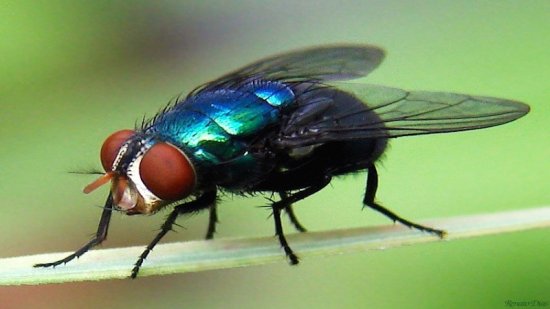 Resultado de imagen para moscas