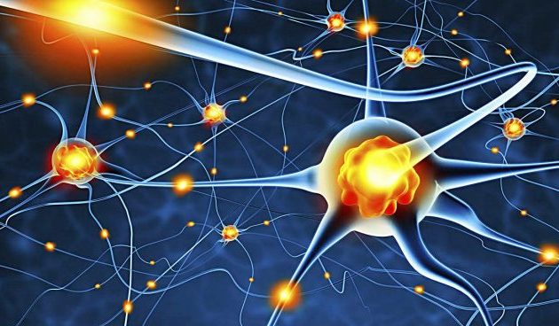 La Nota Curiosa: ¿Cuál es la neurona más larga del cuerpo humano