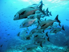 comidas-caras-atun_aleta_azul_MUJIMA20130315_0026_291