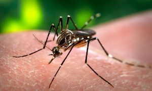 Alertan posible rebrote de dengue en Caracas por falta de fumigación