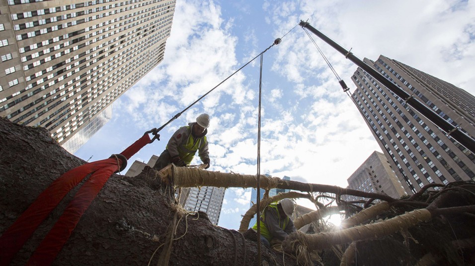 Workers prepare an 85-foot-tall Norway Spruce from Hemlock Township, Pennsylvania to be hoisted into position as the 2014 Rockefeller Center Christmas Tree in New York