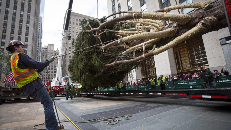 A worker prepares an 85 foot tall Norway Spruce from Hemlock Township, Pennsylvania to be hoisted into position as the 2014 Rockefeller Center Christmas Tree in New York
