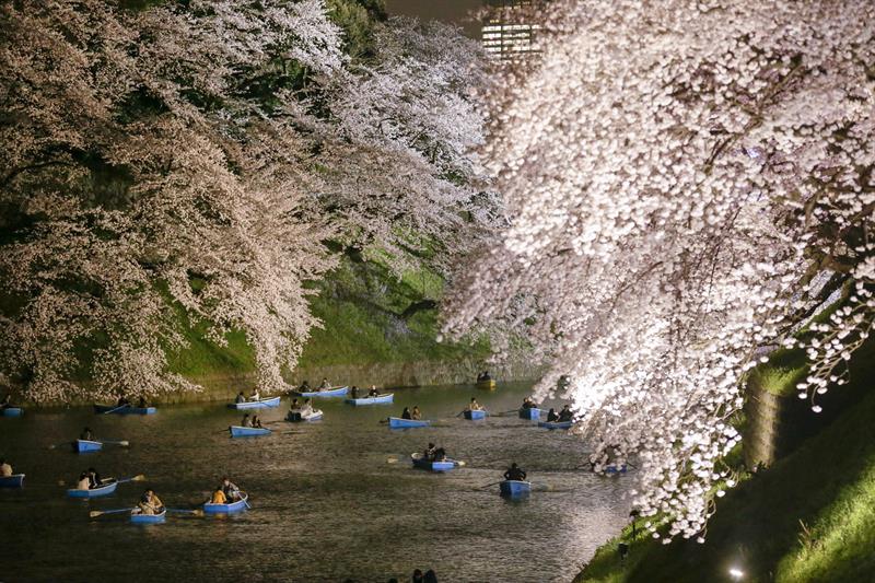 japon cerezos