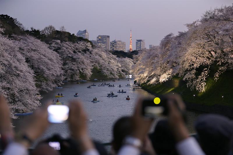 cerezos japon efe