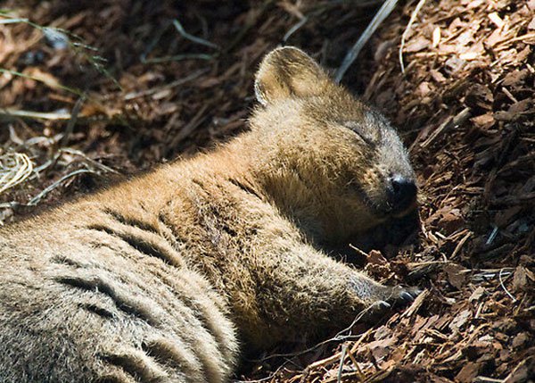 quokka3