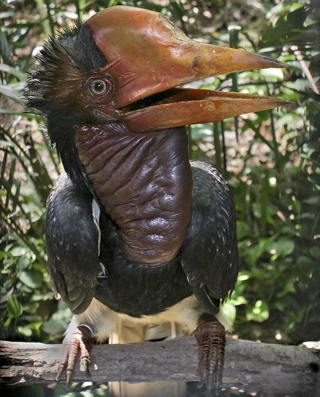 151013113912__86071075_helmeted_hornbill624