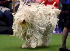 Westminster Dog show