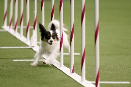 Sparkle, a Papillon, competes in the  Masters Agility Championship Finals competition during the 141st Westminster Kennel Club Dog Show in New York