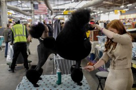 A Standard Poodle is groomed in the benching area by his handler before competition at the 141st Westminster Kennel Club Dog Show in New York