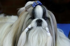 Cody, a Shizu from Cleamont, Florida, sits in the benching area before competition at the 141st Westminster Kennel Club Dog Show in New York