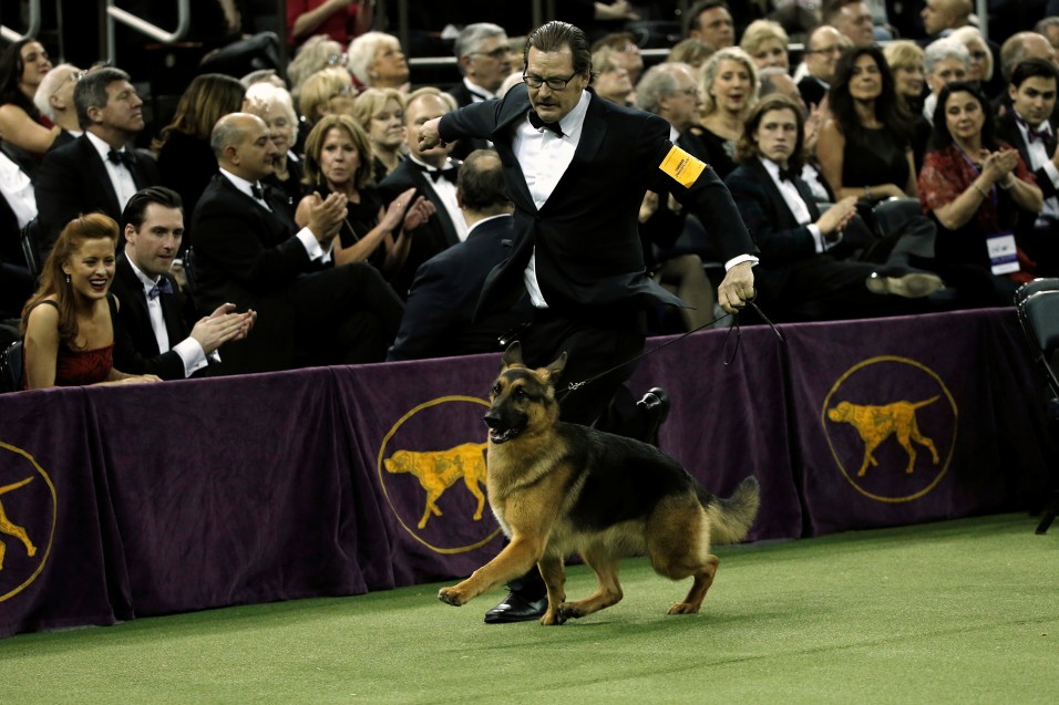 Rumor, a German shepherd and winner of Best In Show at the 141st Westminster Kennel Club Dog Show, is run by Handler Kent Boyles during the final judging at Madison Square Garden