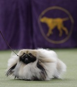 Dog Show