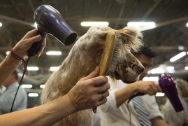 Annual Westminster Kennel Club Dog Show