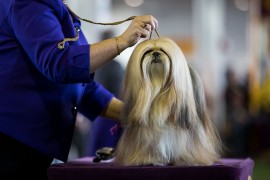 Canine Champions Compete In The Westminster Dog Show