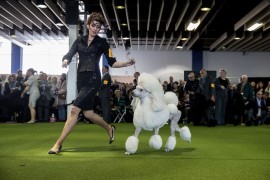 Canine Champions Compete In The Westminster Dog Show