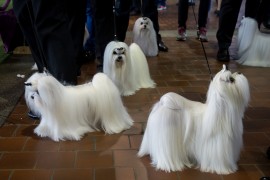 Canine Champions Compete In The Westminster Dog Show