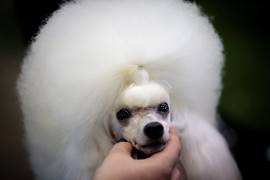 Canine Champions Compete In The Westminster Dog Show