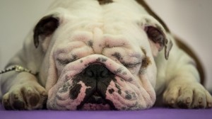 Canine Champions Compete In The Westminster Dog Show