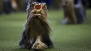 Canine Champions Compete In The Westminster Dog Show