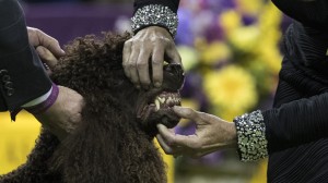 Canine Champions Compete In The Westminster Dog Show