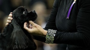 Canine Champions Compete In The Westminster Dog Show