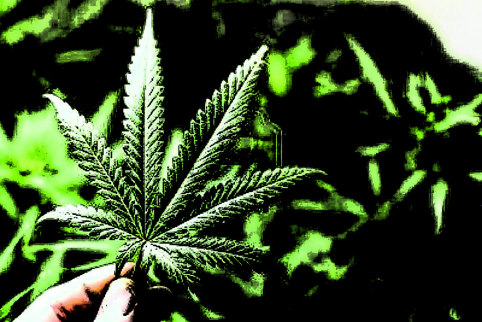 ¿Por qué este 20 de abril se celebra el Día Mundial de la Marihuana?