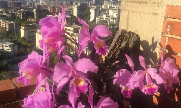 Orquídeas venezolanas: Cuidados, especies, tipos, peligros de extinción y  más - Confirmado