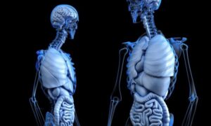 ¿Tenemos un segundo cerebro en el estómago?