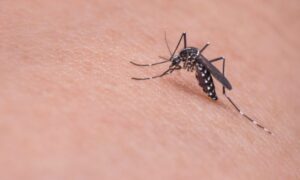 ¿Cuál es la mejor técnica para matar mosquitos?