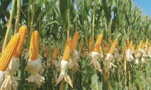 Arranca cosecha de maíz, pero el precio de referencia no es rentable para los productores