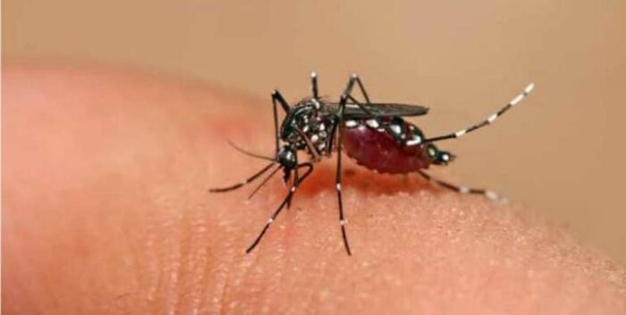 Repunte de casos de Dengue en Venezuela: ¿Qué debemos saber?