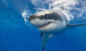 10 curiosidades sobre los Tiburones