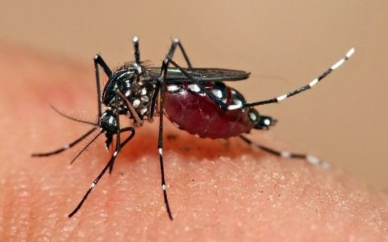 Repunte de casos de dengue en Venezuela es “alarmante”, advierte la Sociedad de Infectología