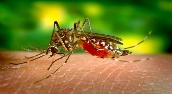 Reportan aumento en el número de casos de dengue en Mérida