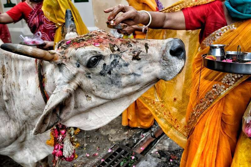 ¿Por qué las vacas son sagradas en la India?