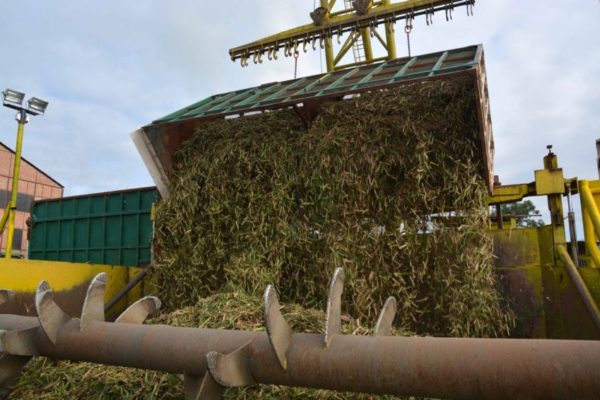 Producción de caña de azúcar en Venezuela incrementará este año alrededor de 20%