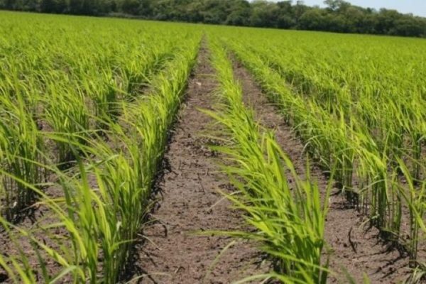 Productores estiman cosechar 230.000 toneladas: Guárico ha registrado un récord en siembra de arroz