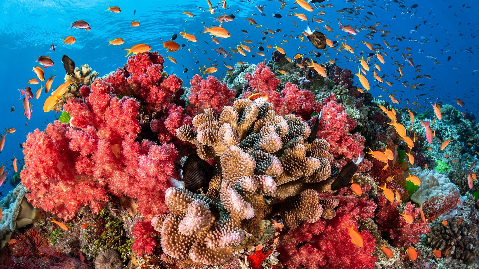 Día Mundial de los Arrecifes #1 Junio